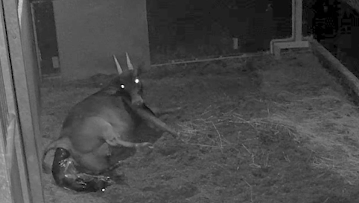 Watch First-Ever Footage Of World’s Smallest Type Of Wild Cattle Giving