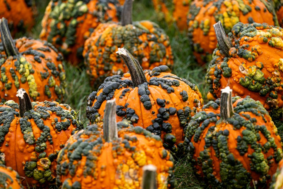 Why Does My Pumpkin Have Warts?
