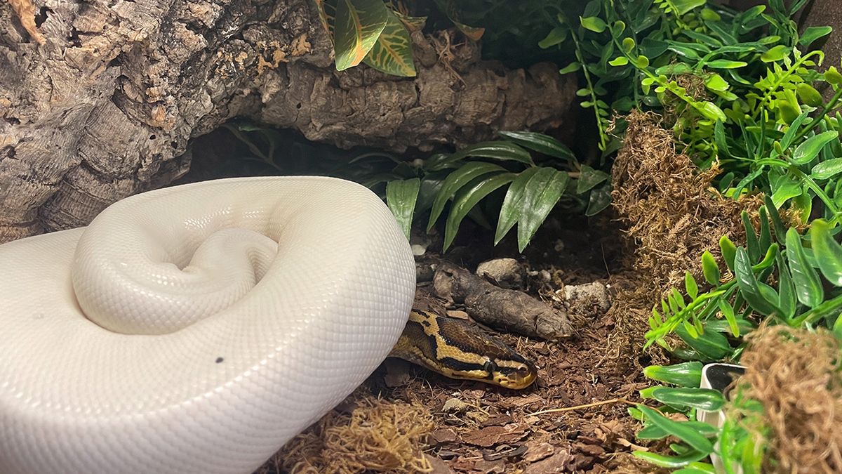 The Science Behind Snake Poop: Why Is It So Weird?
