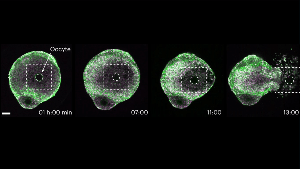 Watch Ovulation In Action: Amazing New Footage Captures How It’s Controlled
