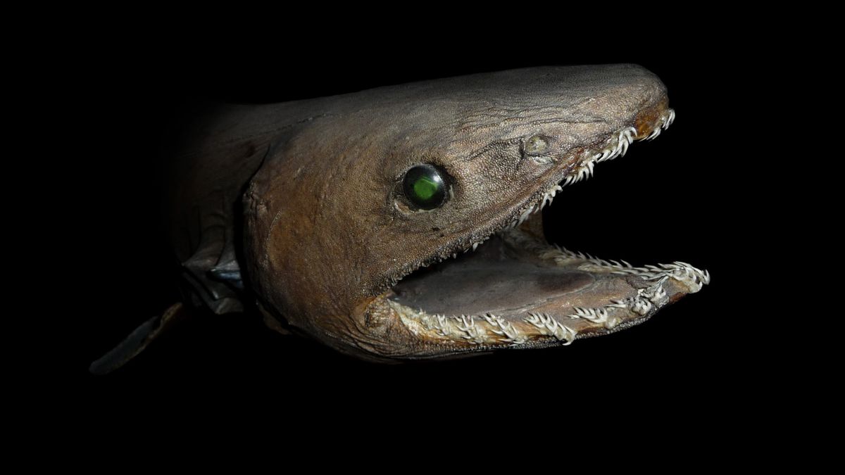 What Happens In The Deep Ocean?