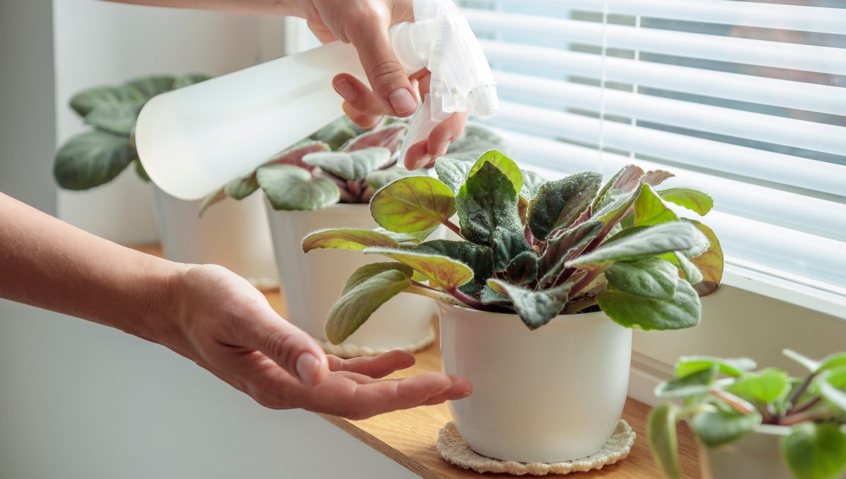 How Do Plants Communicate With Each Other? IFLScience