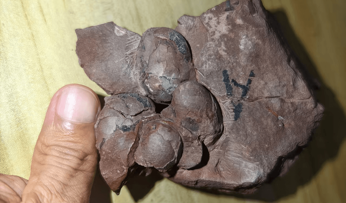 Smallest Known Complete Dinosaur Eggs Found In China – And Belong To A New Species