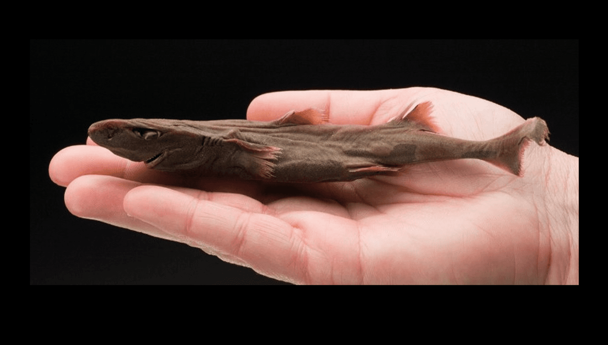 Meet The Dwarf Lanternshark, The Smallest Shark In The World | IFLScience