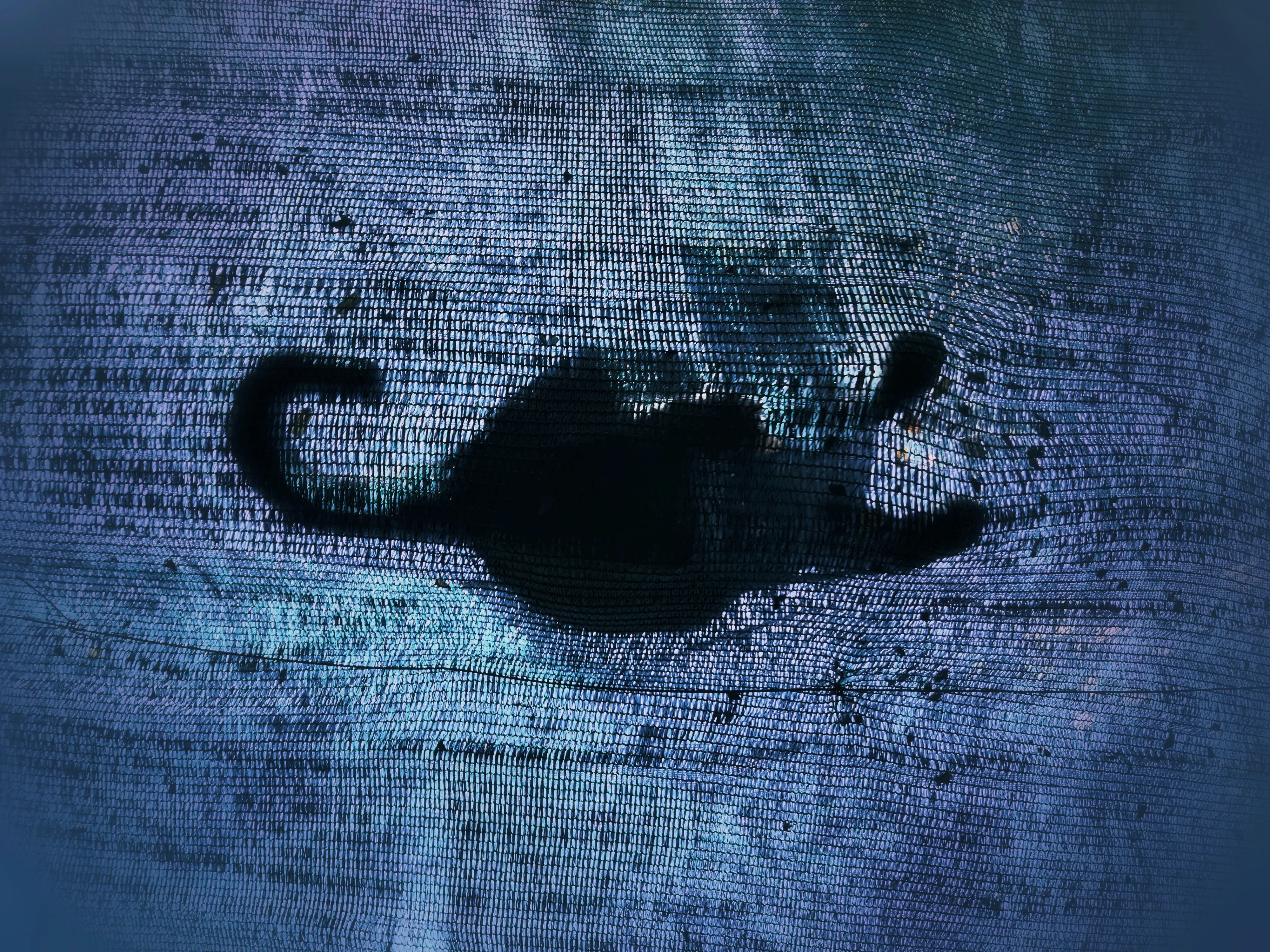 【AAKE】AMAZED CAT HALF T The most perfect cat you ever did see 😻 | Metro | Facebook