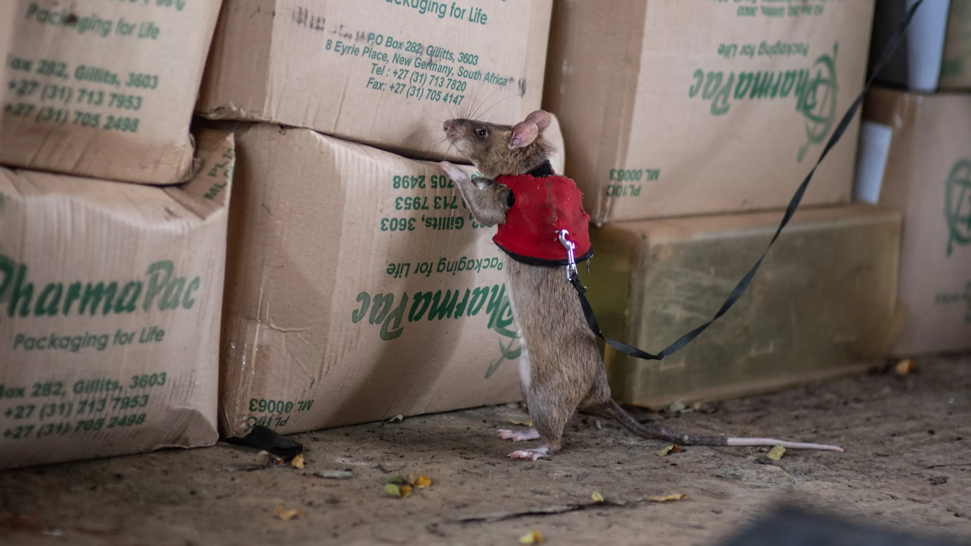 Giant Rats In Tiny Vests Trained To Sniff Out Illegally Trafficked