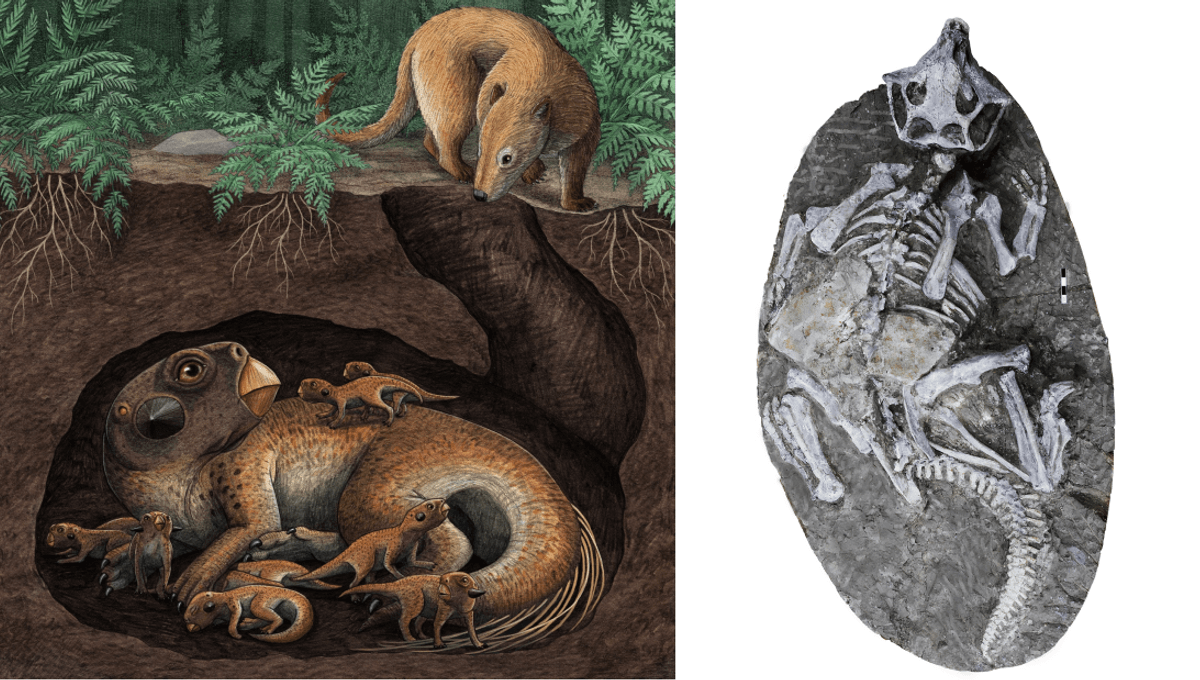 New study redefines how wellpreserved dinosaur fossils were formed in