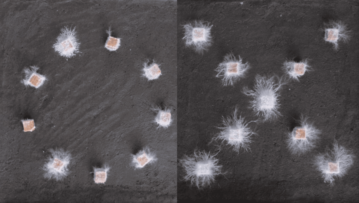 Fungi Throw Shapes, Raising Questions About Primitive Intelligence In