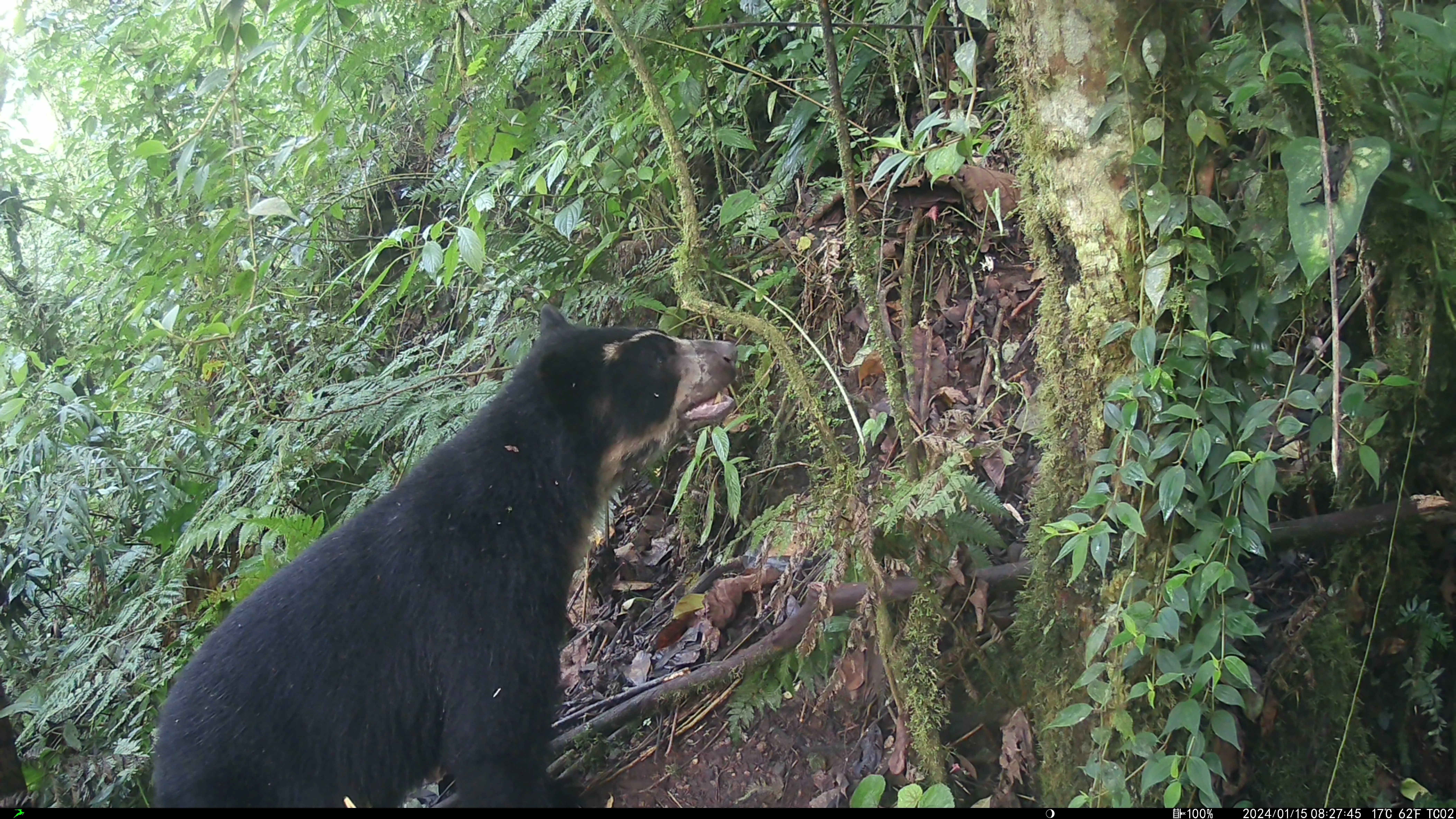 Protecting The Real-Life Paddington: Science's Quest To Save Vulnerable Andean  Bears | IFLScience