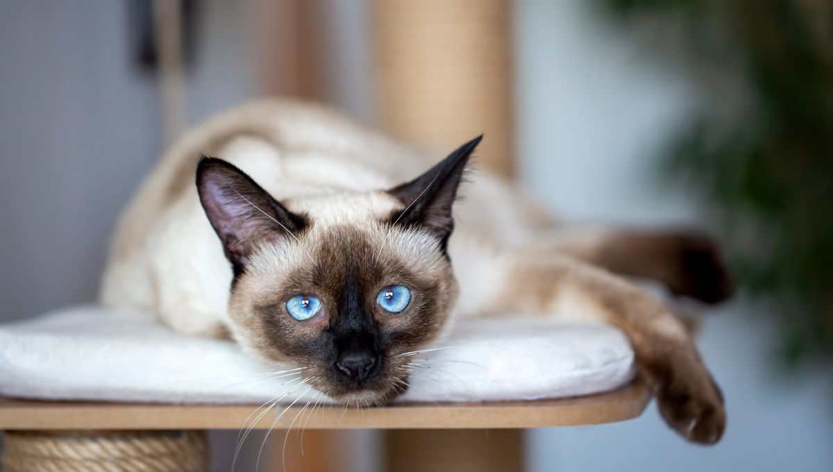 What Was The Physics Paper Authored By A Cat About IFLScience What Was The Physics Paper Authored By A Cat About IFLScience