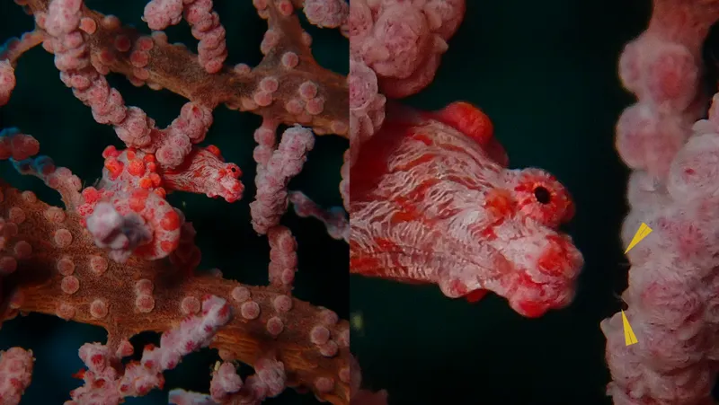 a pygmy seahorse facing two antagonistic worms hiding in coral