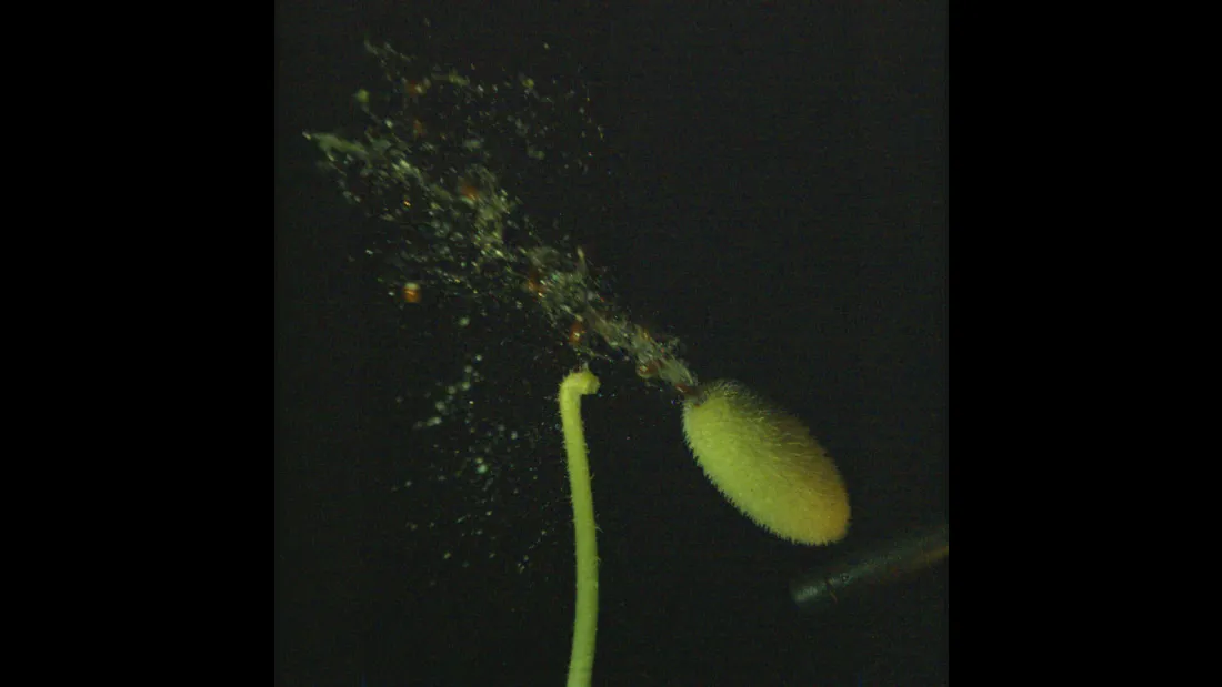 Explosive Study Reveals How Squirting Cucumber Engorges And Erupts,  Shooting Seeds 10 Meters | IFLScience