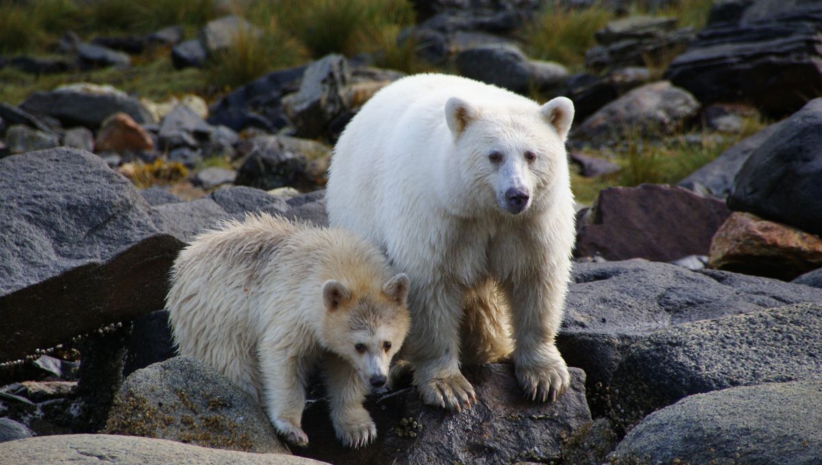Meet Spirit Bears: Like A Black Bear, But The Rarer, Fluffy