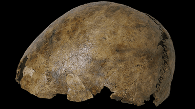 A cranium, thought to be from Roman times.