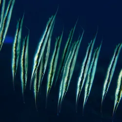 photograph of jointed razorfish, long, flat fish that are silvery with a horizontal black stripe. they are swimming vertically, with their snouts pointing downward.