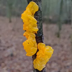a yellow brain-looking fungus on a branch, it's witch's butter