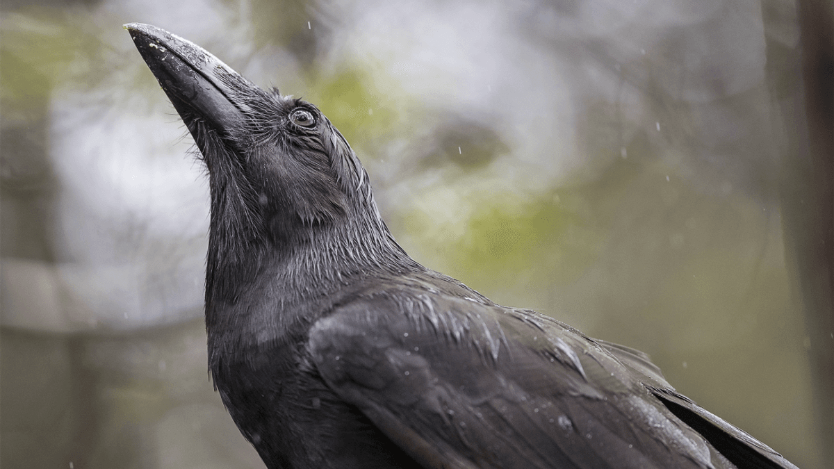 Five Of The World’s Rarest Crow Have Been Released On Maui For The First Time