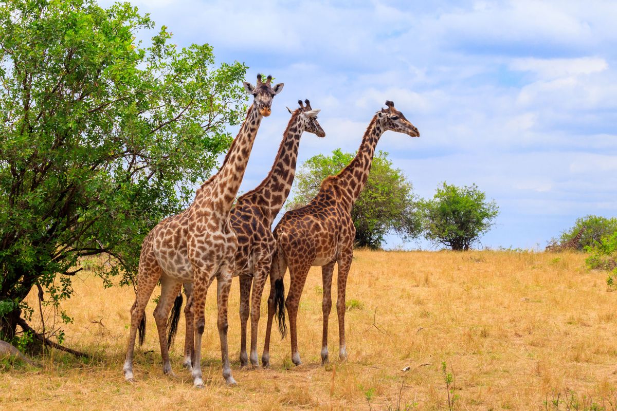 There Are Actually Four Distinct Species Of Giraffe – And Their Skulls Confirm It