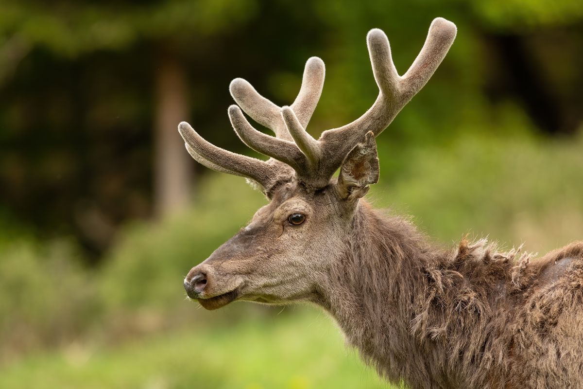 Why Are Antlers Fuzzy?