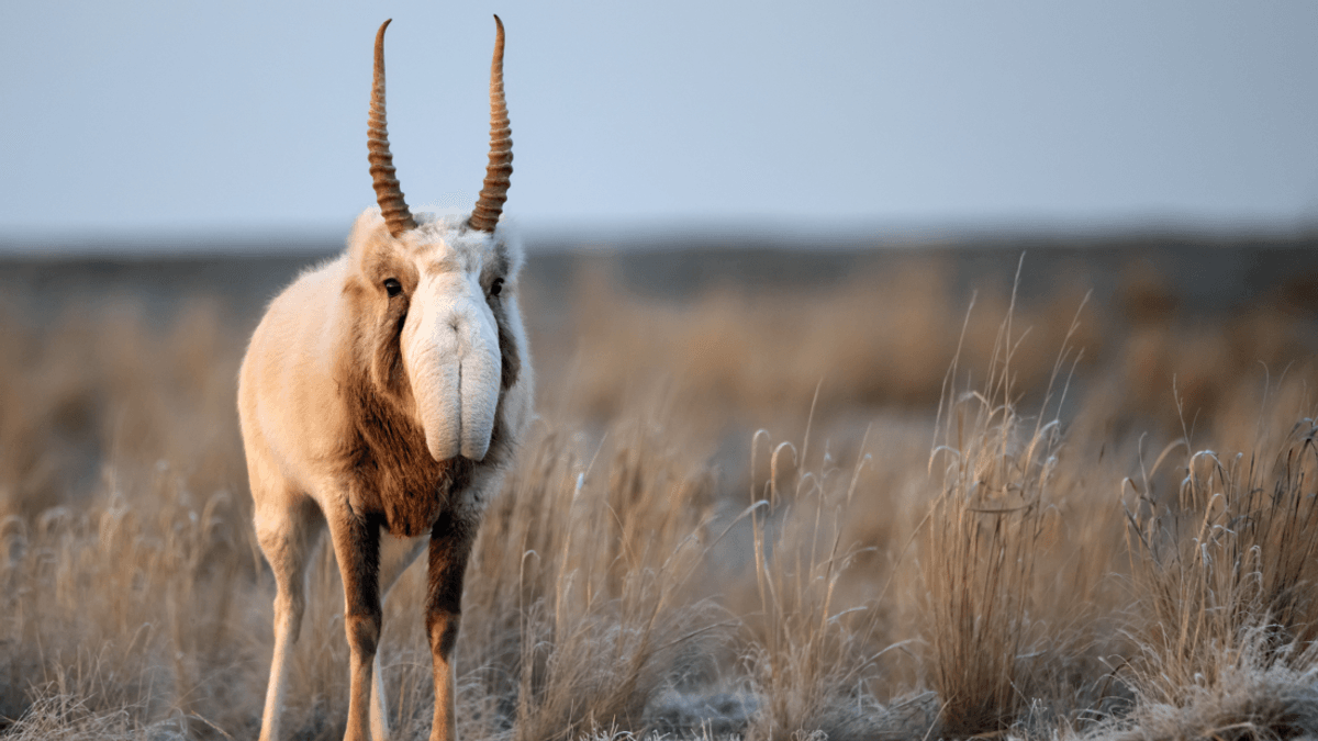 One Of The Most Significant Mammal Recoveries Ever Recorded Scoops 2024 Award