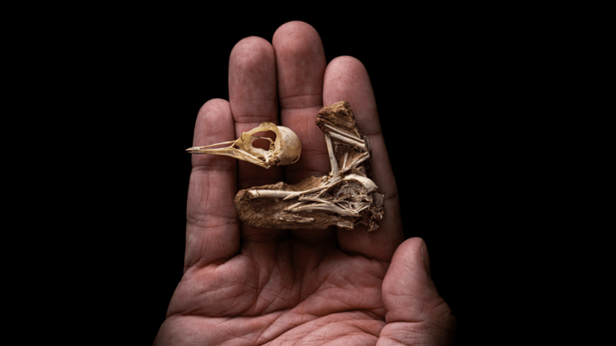 8 Fossil Discoveries That Changed Our Understanding Of Life On Earth