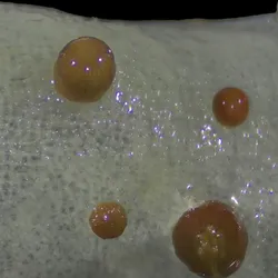 preserved polyps of Vitrumanthus flosculus attached to Farrea 