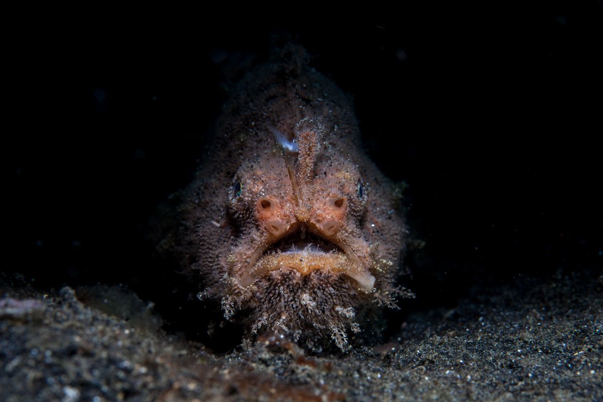 Mystery Behind Movement Of Frogfish’s “Fishing Rod” Has Finally Been Solved