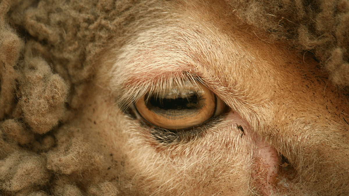 Why Do Sheep Have Rectangular Pupils?