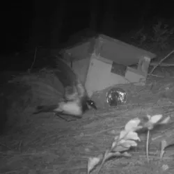 A Polynesian Storm-Petrel enters a nest box on Kamaka.