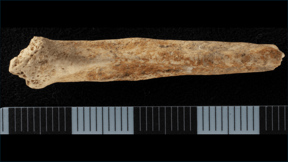 First-Ever Painted Penis Bone Found In 2,000-Year-Old Roman Ritual Shaft