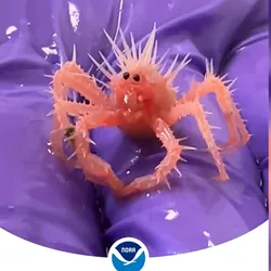 Very spike bright orange crab baby with a crazy hair do of spines and two black pinprick eyes. Sat on a purple gloved hand.