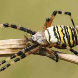 Turns Out Spiders Can Smell Through Their Legs, But Just The Boys