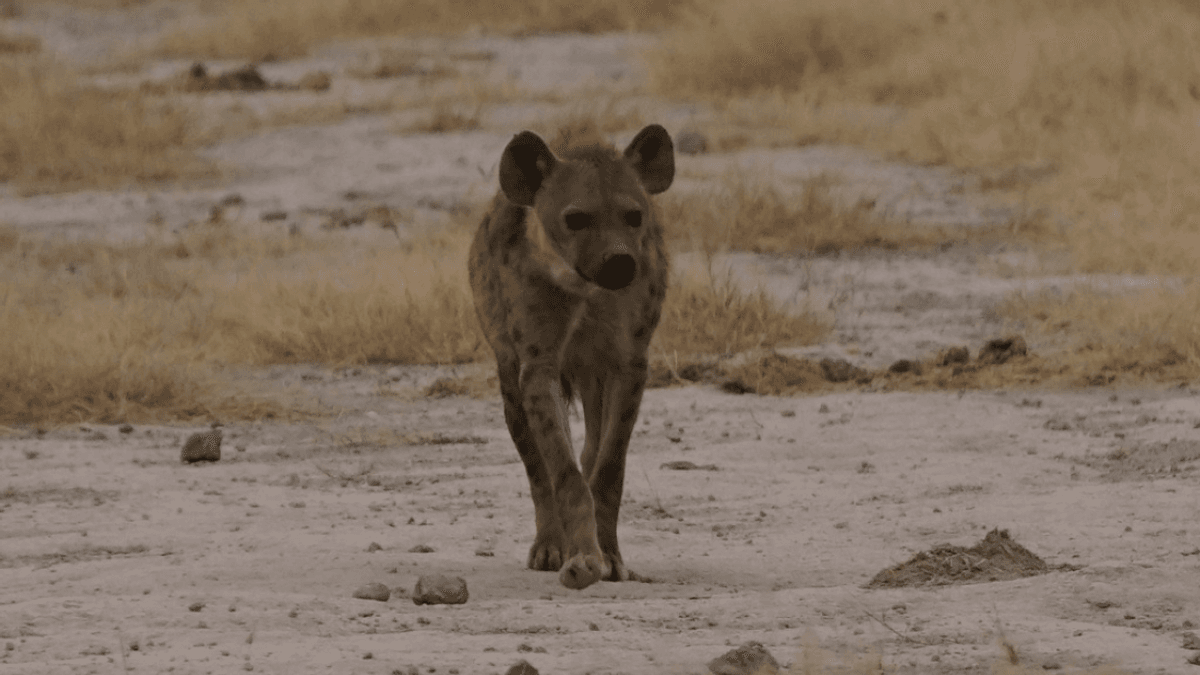 A Spotted Hyena Became The First To Visit Egypt In 5,000 Years, Then It Got Shot