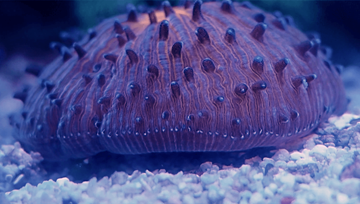 Coral‪ꪔ̤̫様 お纏め専用ページ Thought Corals Were Stationary? Think Again – They're Inflating