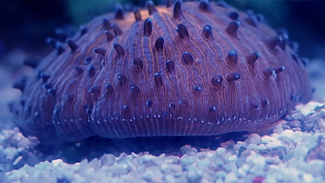 Thought Corals Were Stationary? Think Again – They're Inflating