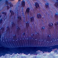 Blue and purple coral with its tissues inflated and the edge just lifting up from the substrate 