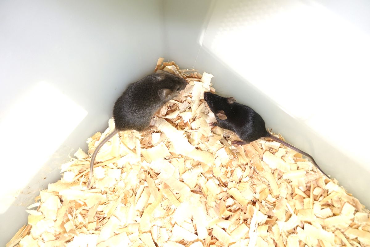World First As Mouse With 2 Dads Survives To Adulthood