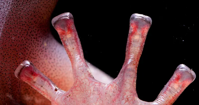 Four toes of a salamander showing the blood moving through the translucent skin.