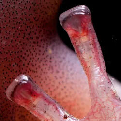 Four toes of a salamander showing the blood moving through the translucent skin.