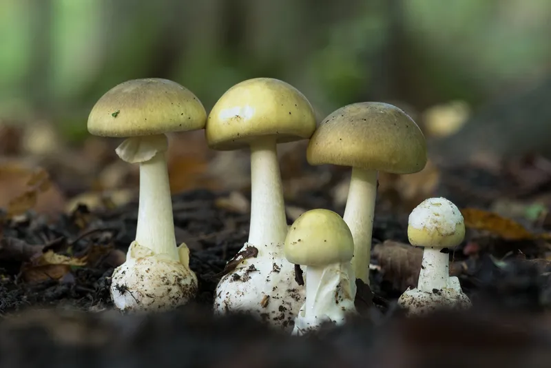 Death cap mushrooms
