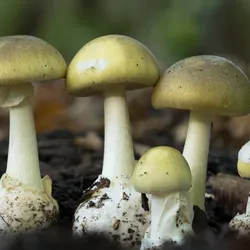 Death cap mushrooms