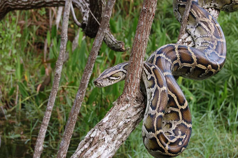  Burmese python