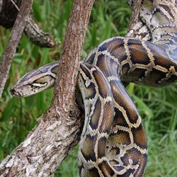  Burmese python