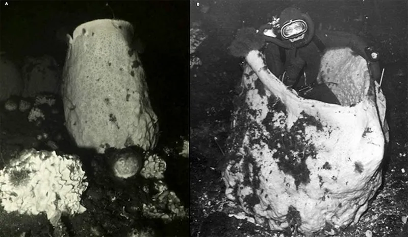 Anoxycalyx joubini, with a diver inside.