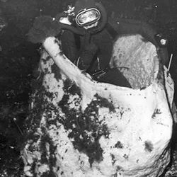 Anoxycalyx joubini, with a diver inside.