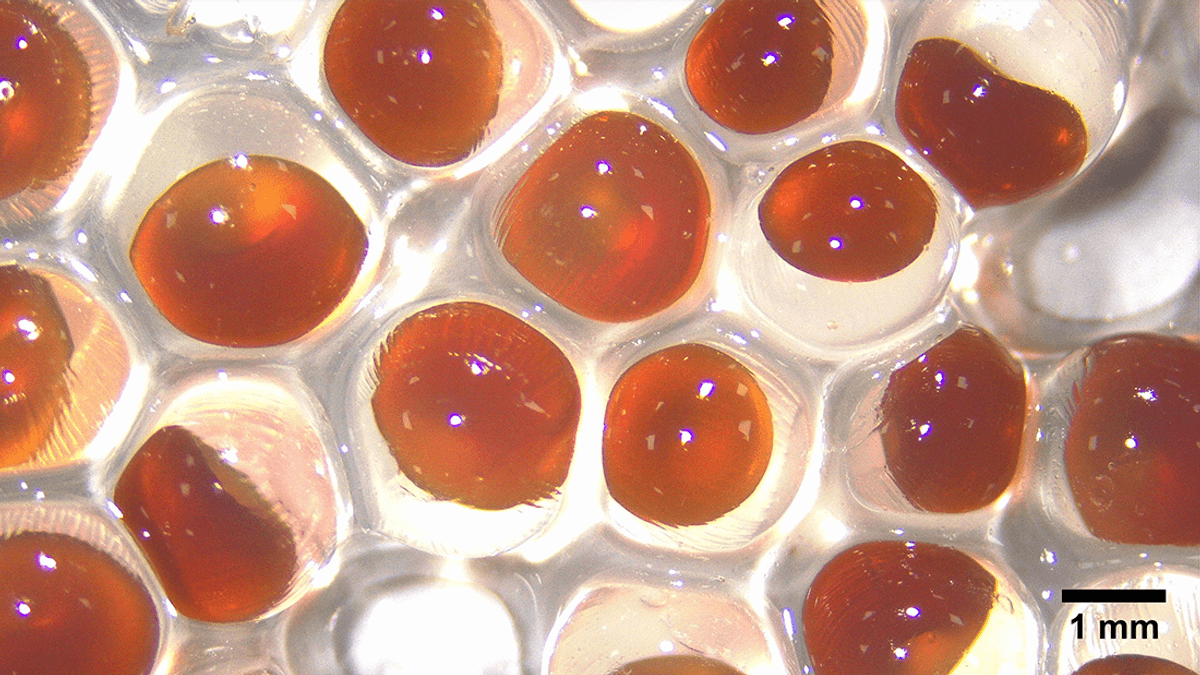 Goodbye Potholes? Biobased Spores Could Soon Make Self-Healing Roads A Reality