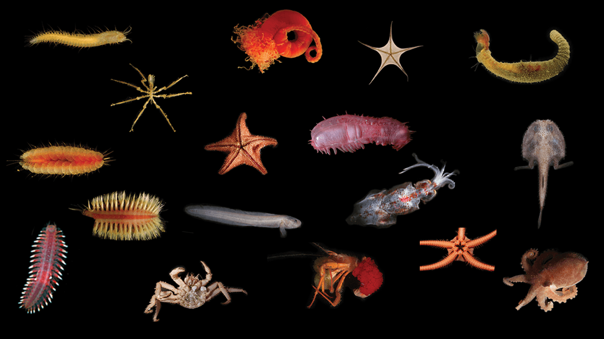 Over 50 New Species Of Deep-Sea Beasties Reported Near Costa Rica's Methane Seeps