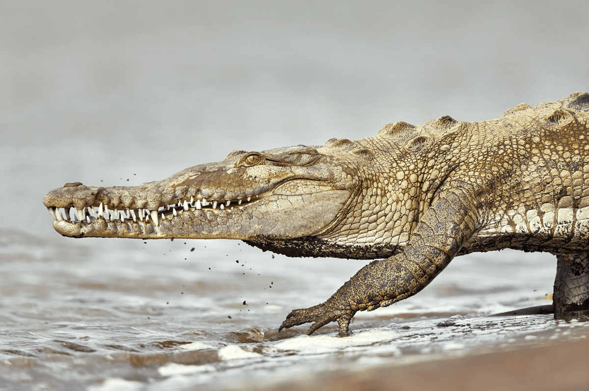 American Crocodiles Are Booming At A Nuclear Power Plant In Florida