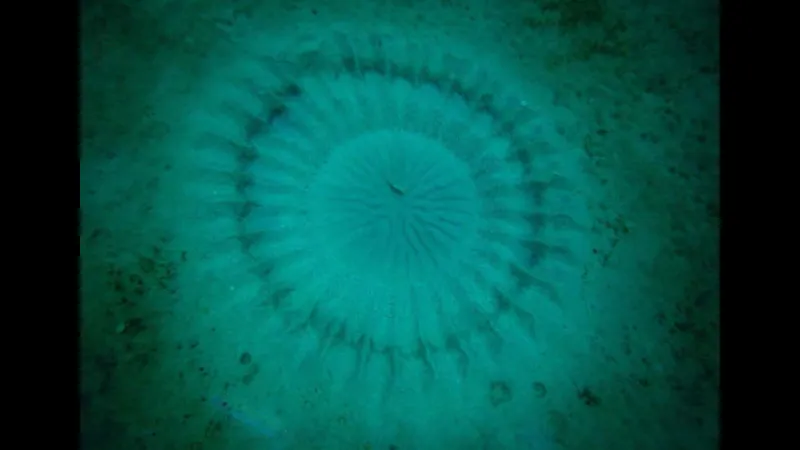 a pufferfish crop circle viewed from above