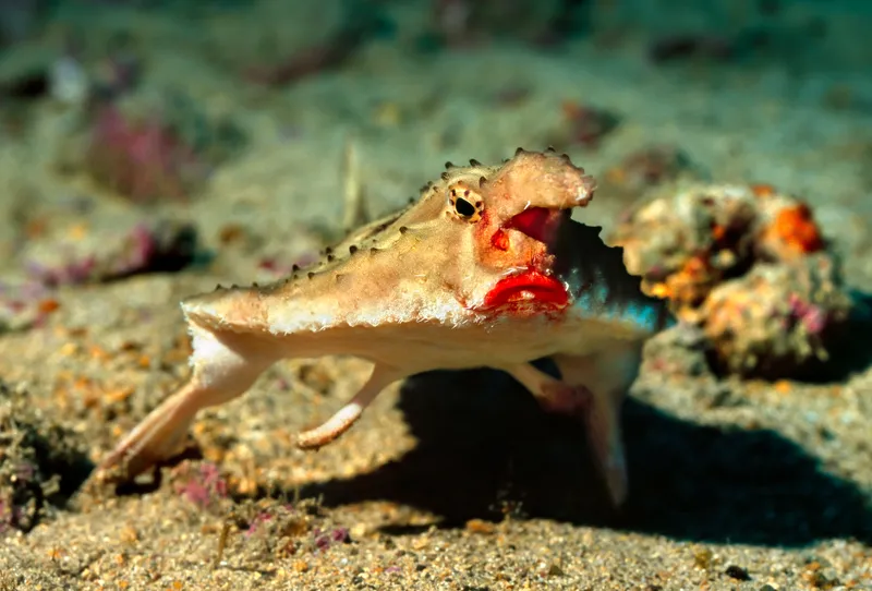 Bright red lips, a pointed head appendage and short stubby fins all make up a red-lipped batfish on the seafloor with a particularly grumpy expression.